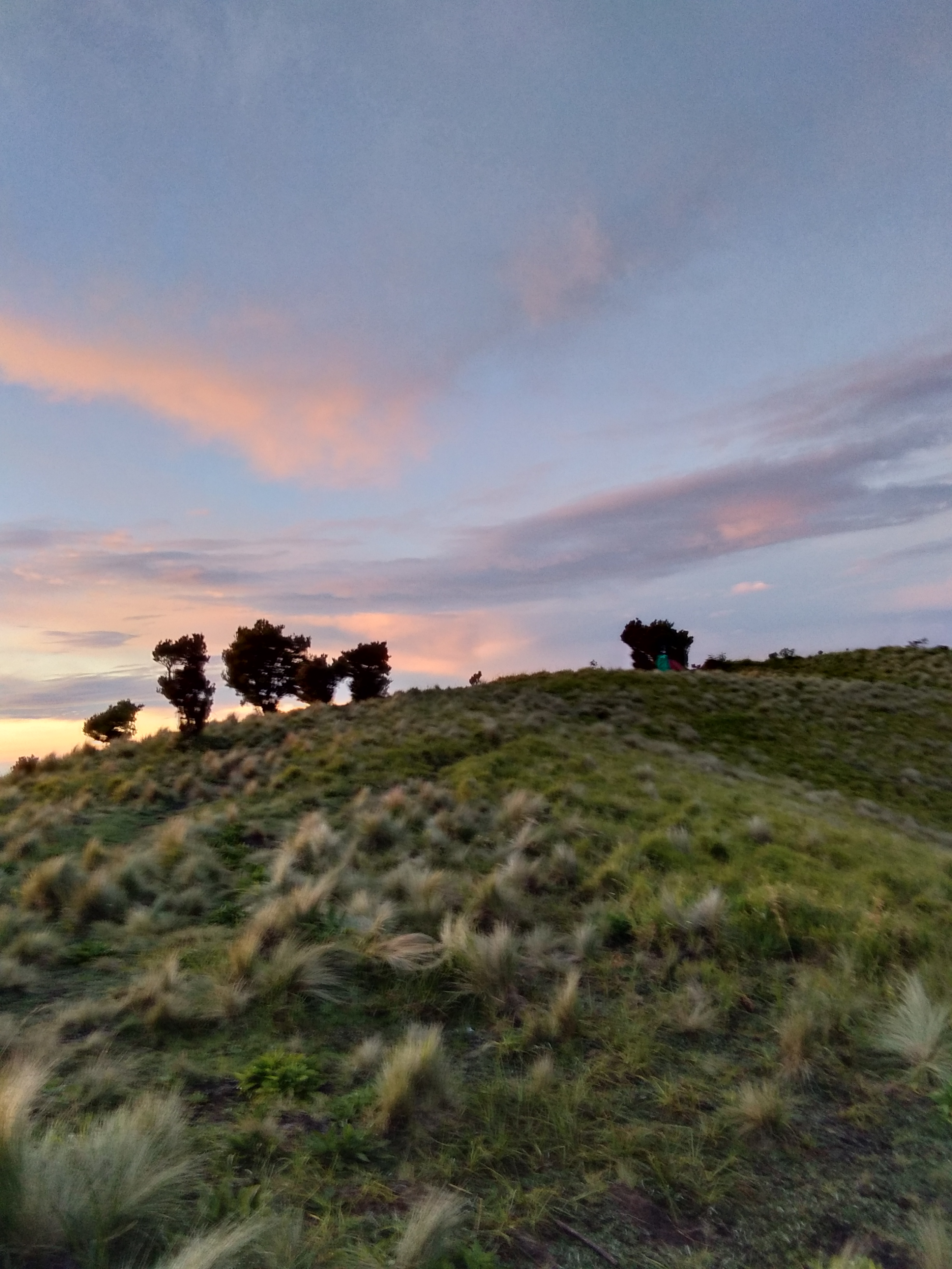 The savanna of Mount Merbabu at dusk, rolling grassland and wind-bent trees under a pink and violet sky.